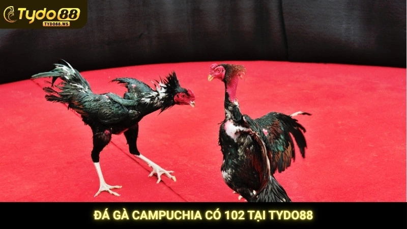 Đá gà Campuchia có 102 tại Tydo88