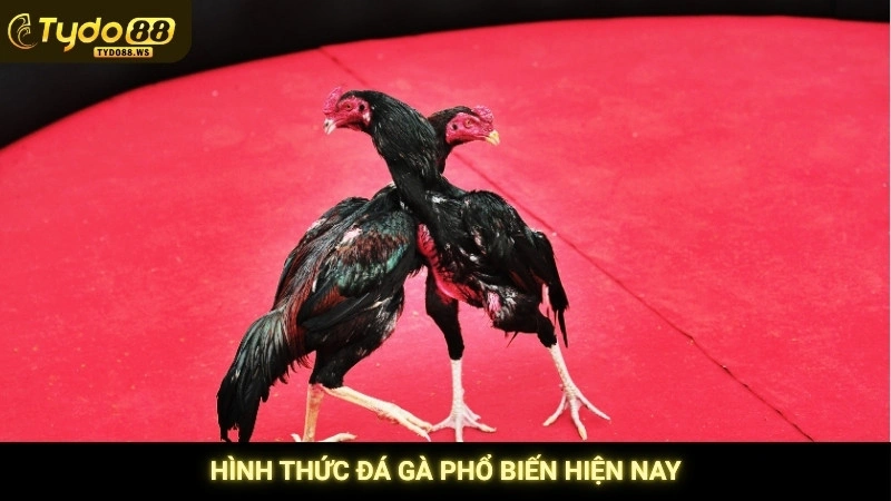 Hình thức đá gà phổ biến hiện nay