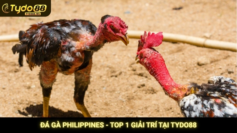 Đá gà Philippines - Top 1 giải trí tại Tydo88