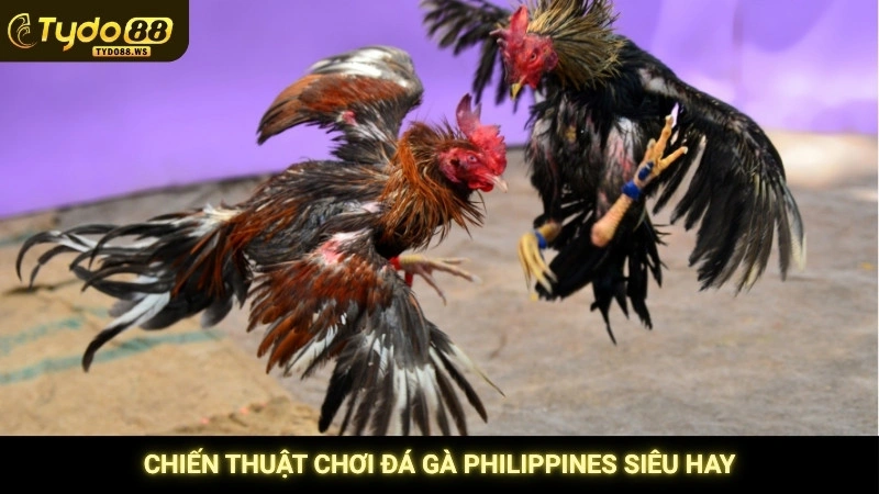 Chiến thuật chơi đá gà Philippines siêu hay