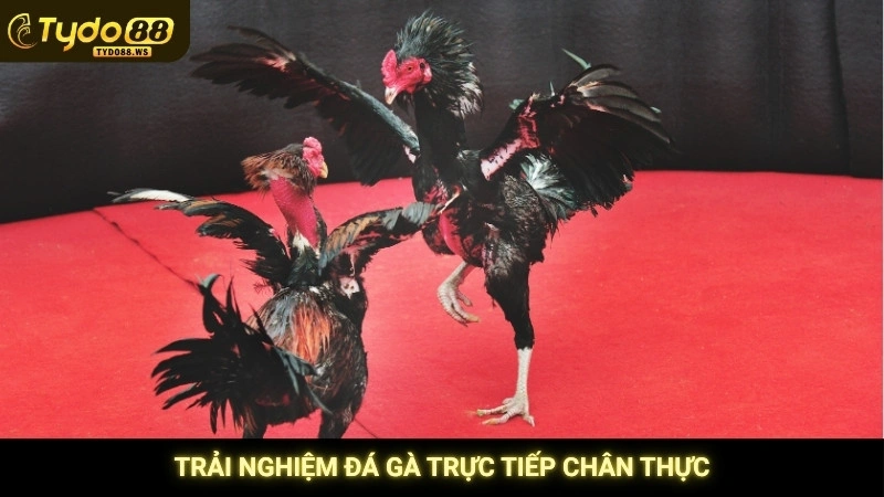 Trải nghiệm đá gà trực tiếp chân thực